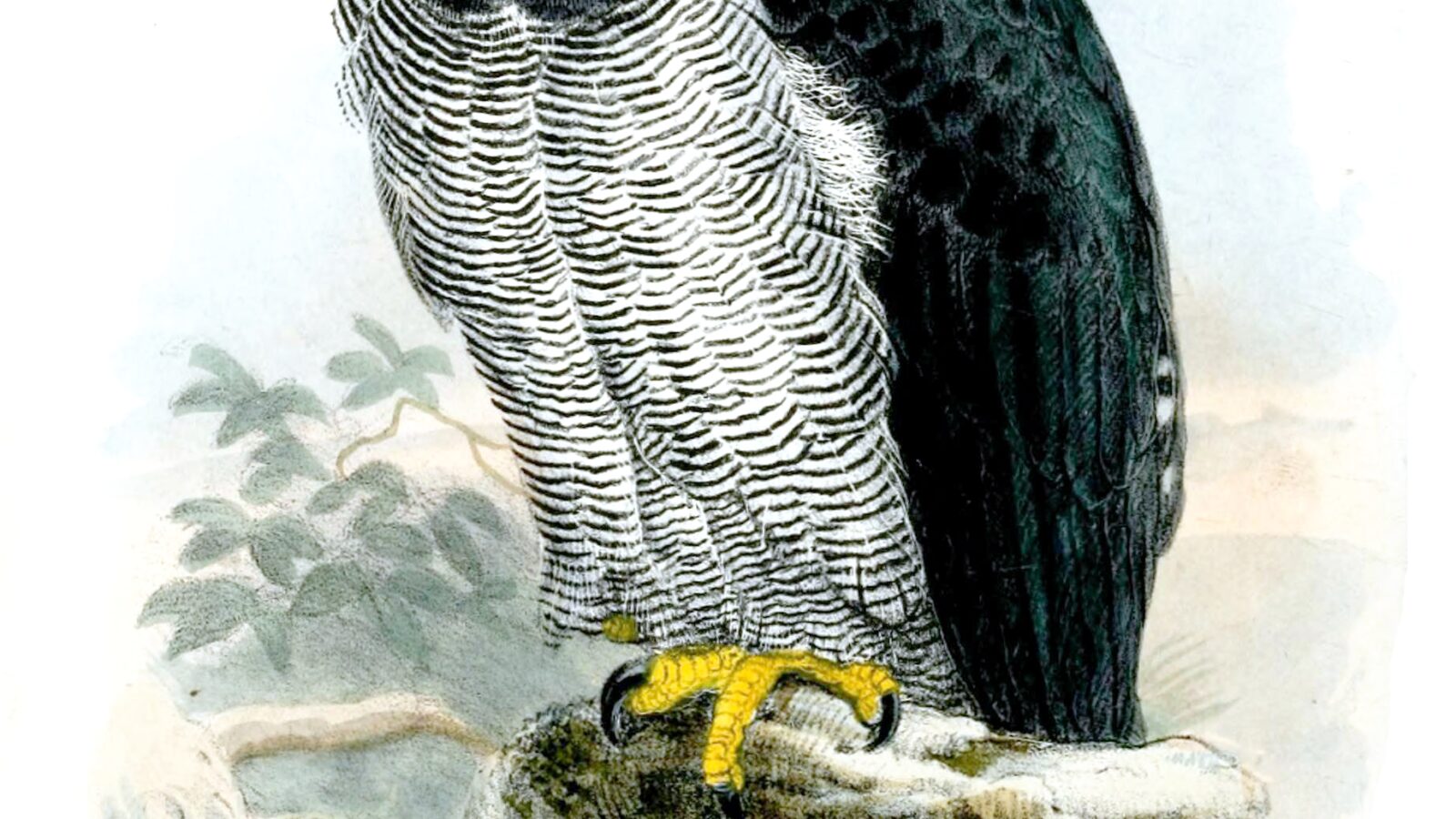 Barred Hawk