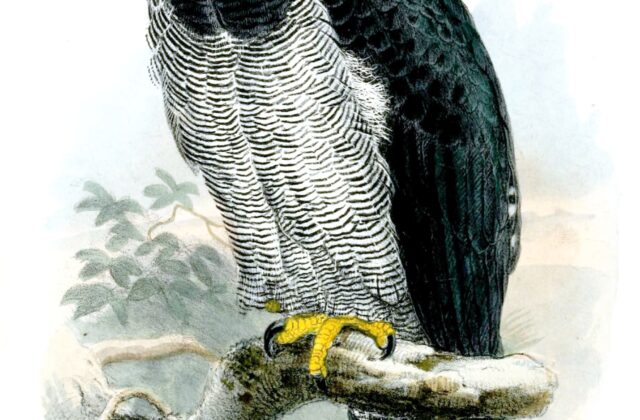 Barred Hawk
