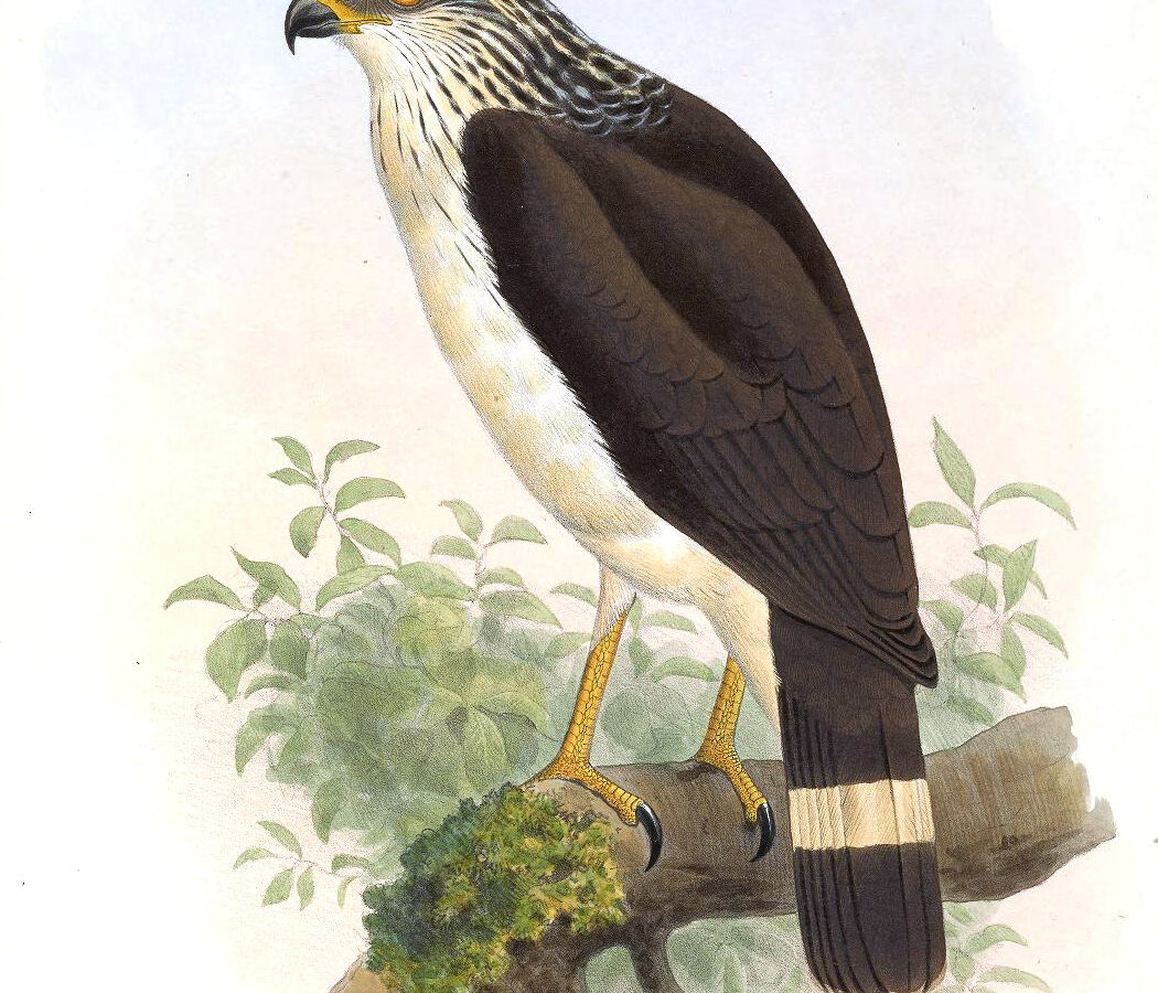 White-browed Hawk
