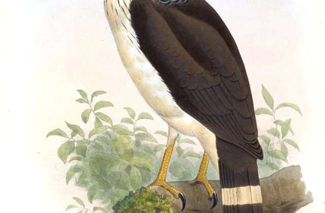 White-browed Hawk