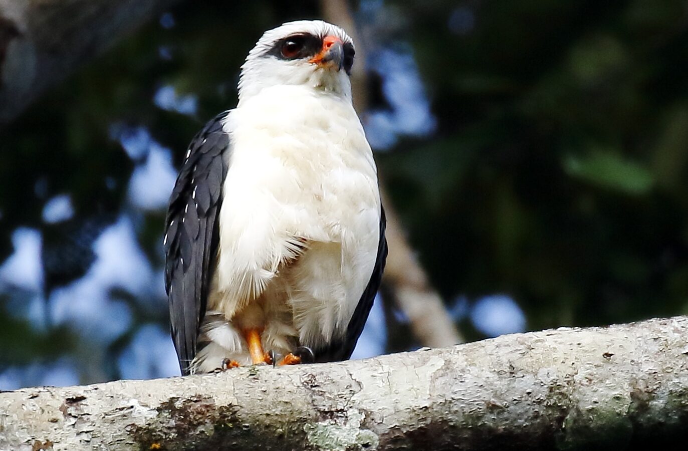 Black-faced Hawk