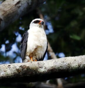 Black-faced Hawk
