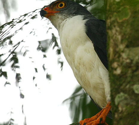 Semiplumbeous Hawk
