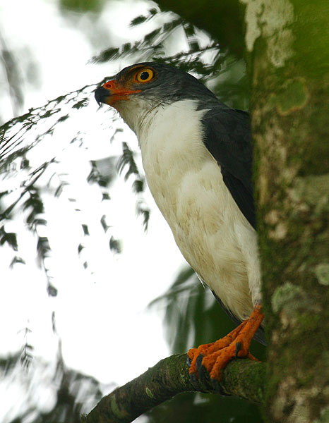 Semiplumbeous Hawk