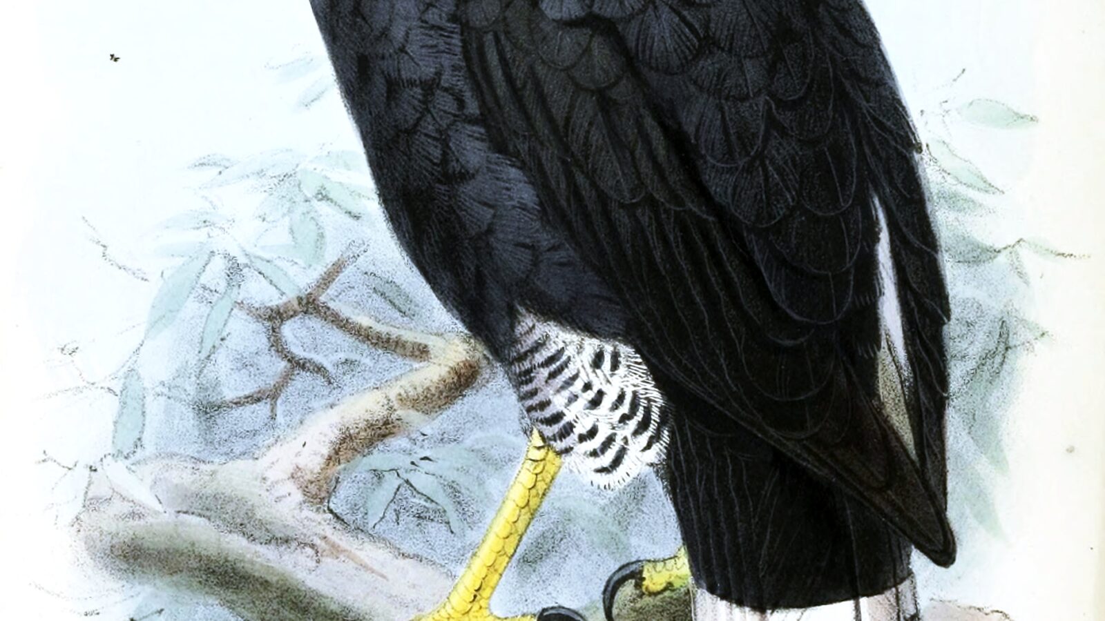 Plumbeous Hawk