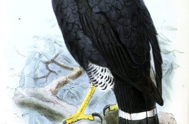 Plumbeous Hawk