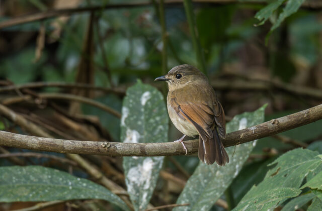 White-tailed Flycatcher