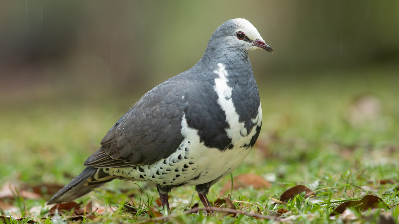 Wonga Pigeon