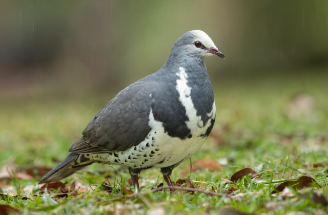 Wonga Pigeon