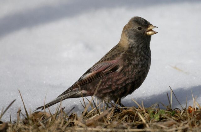 Asian Rosy Finch
