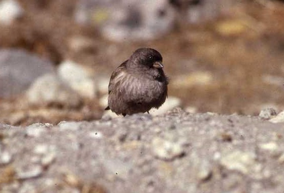 Brandt’s Mountain Finch