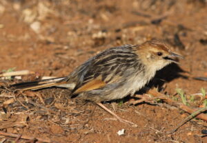 Levaillant’s Cisticola