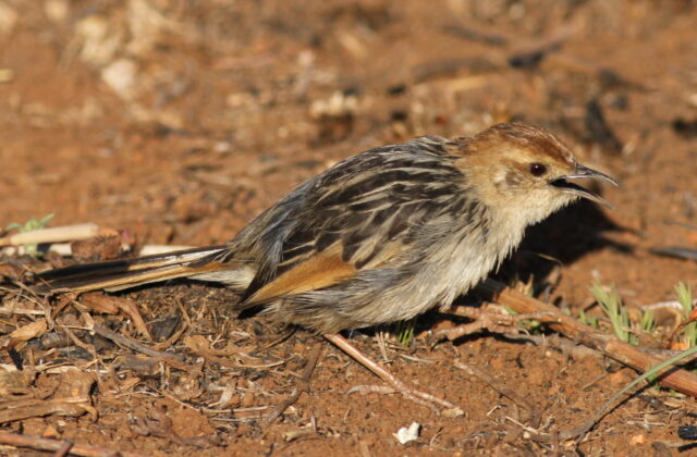 Levaillant’s Cisticola