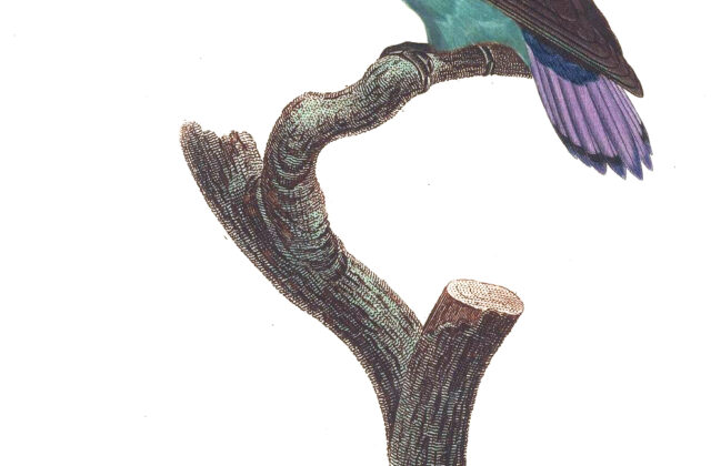 Lilac-tailed Parrotlet