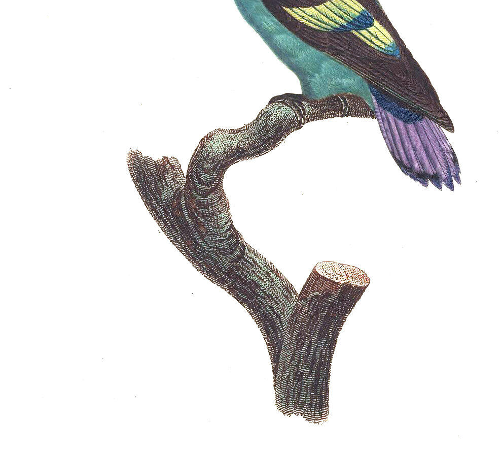 Lilac-tailed Parrotlet