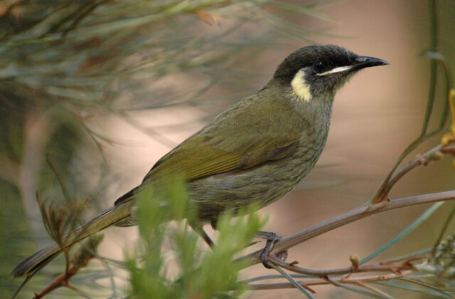 Lewin’s Honeyeater