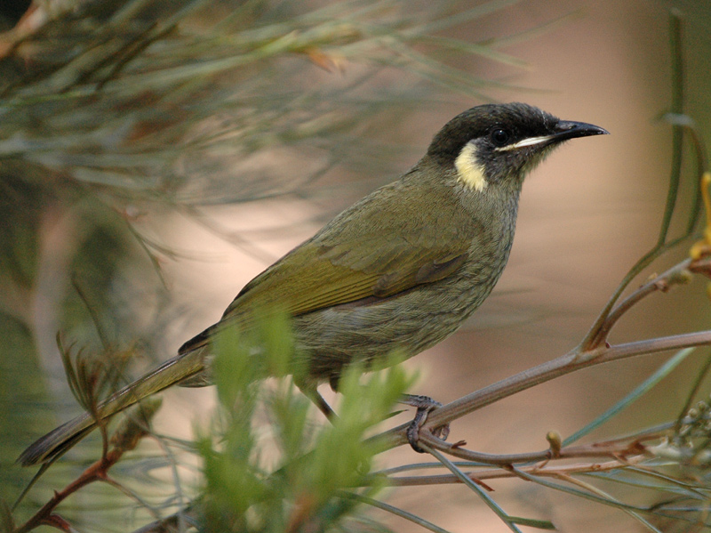Lewin’s Honeyeater