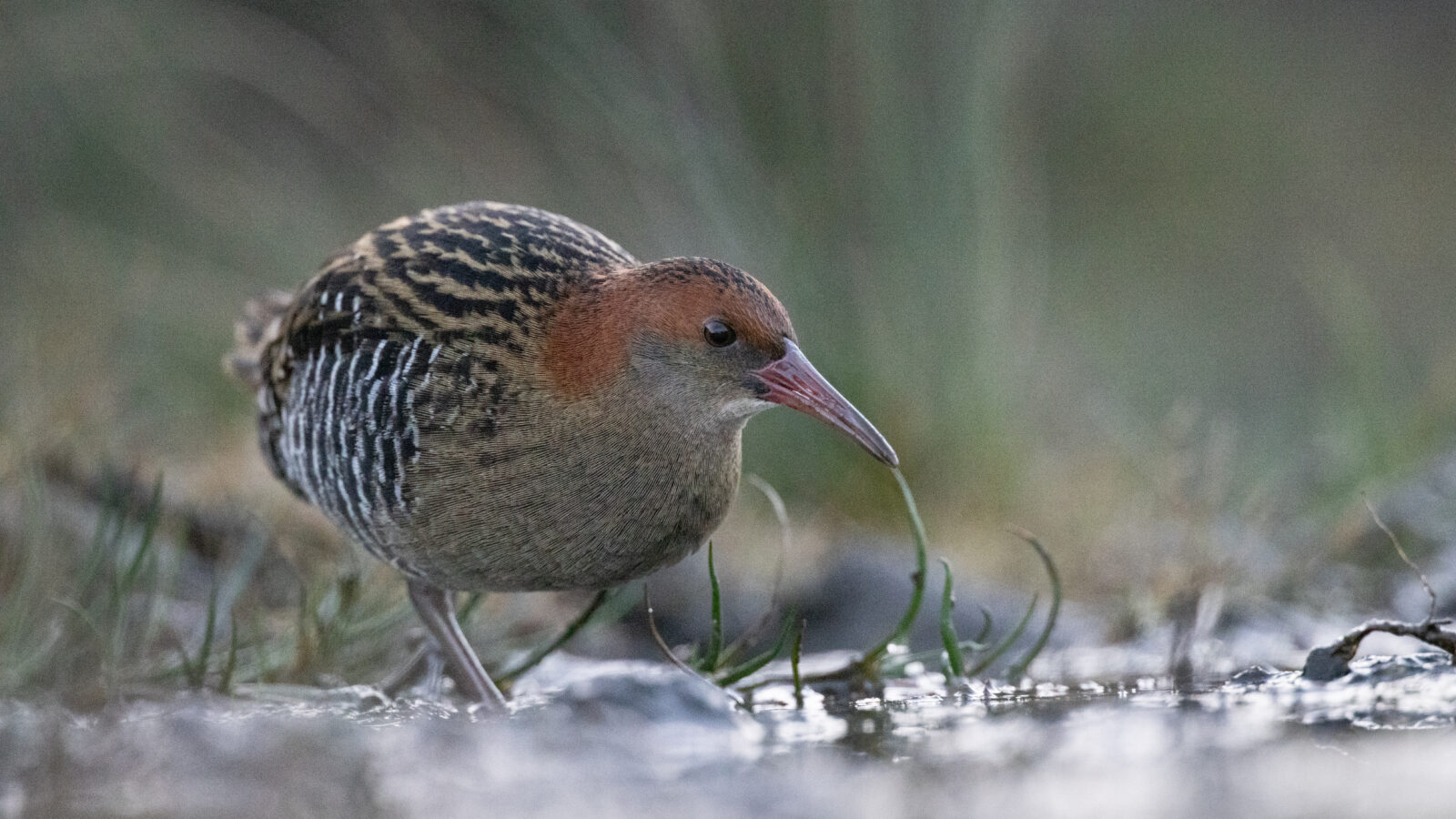 Lewin’s Rail