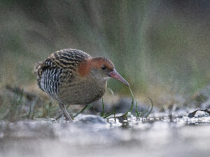 Lewin’s Rail