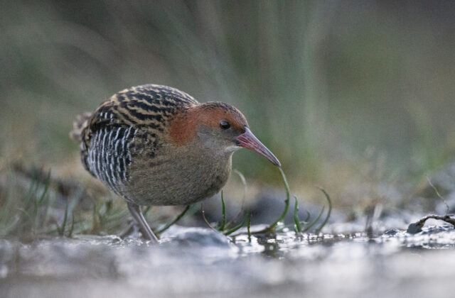 Lewin’s Rail