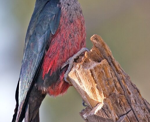 Lewis’s Woodpecker