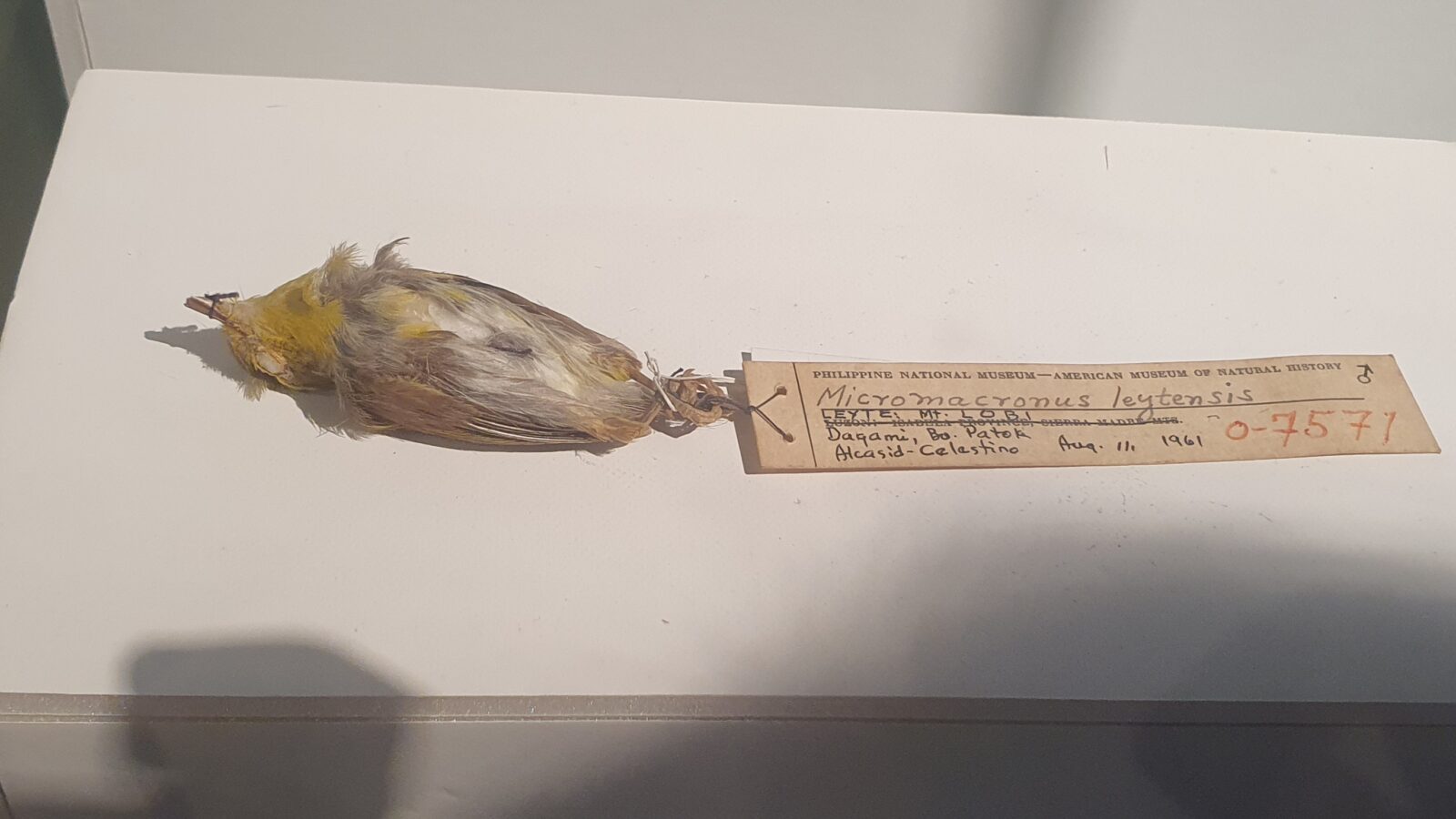 Visayan Miniature Babbler