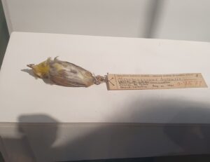 Visayan Miniature Babbler