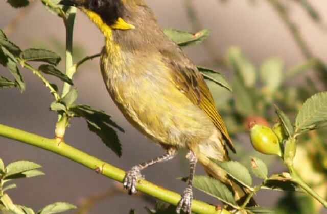 Purple-gaped Honeyeater
