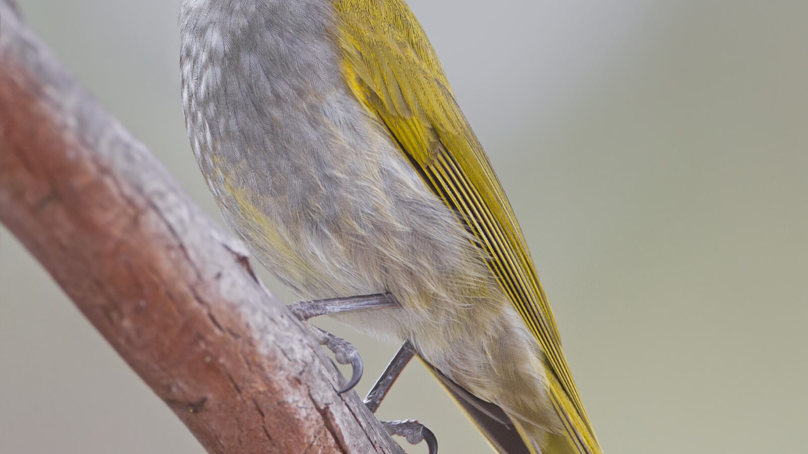 Yellow-throated Honeyeater