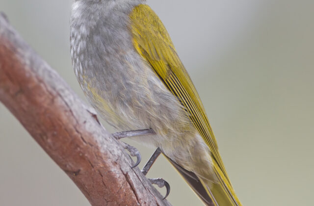 Yellow-throated Honeyeater
