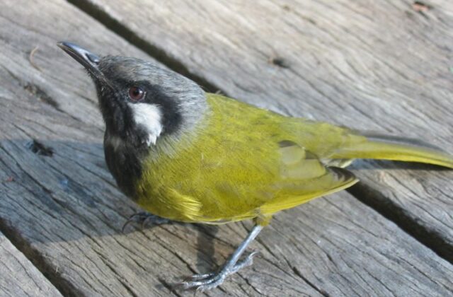 White-eared Honeyeater