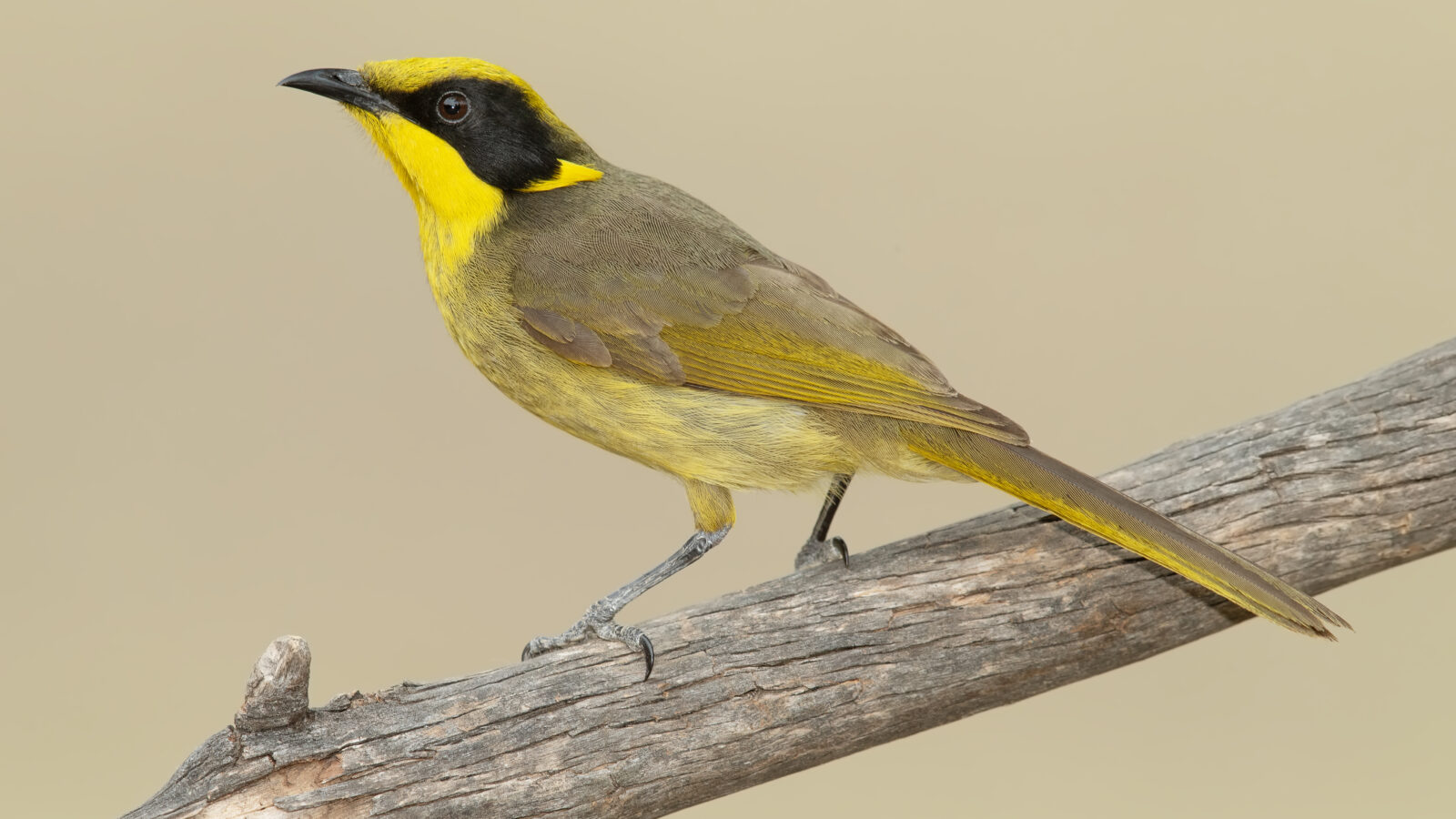 Yellow-tufted Honeyeater