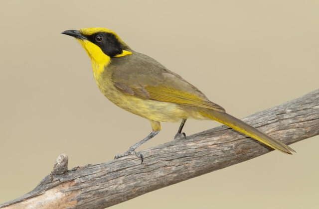 Yellow-tufted Honeyeater