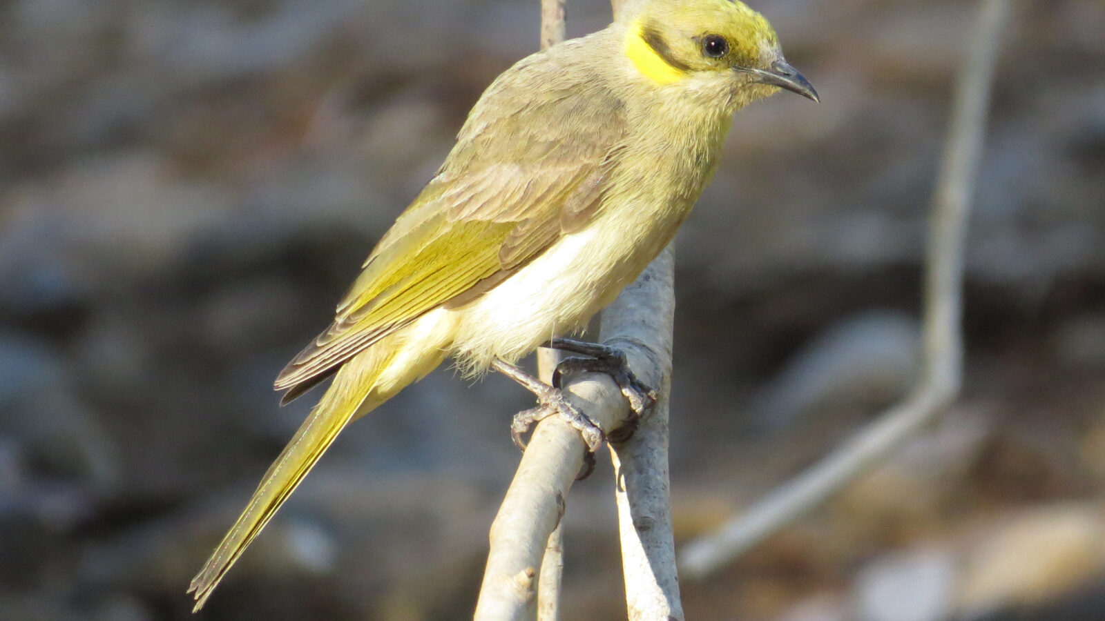 Grey-fronted Honeyeater