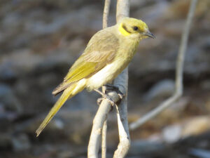 Grey-fronted Honeyeater