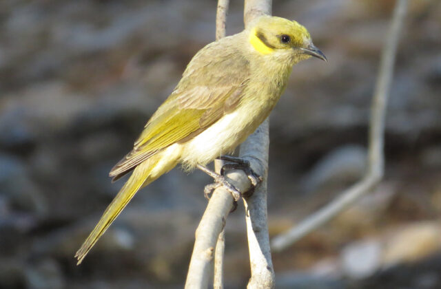 Grey-fronted Honeyeater