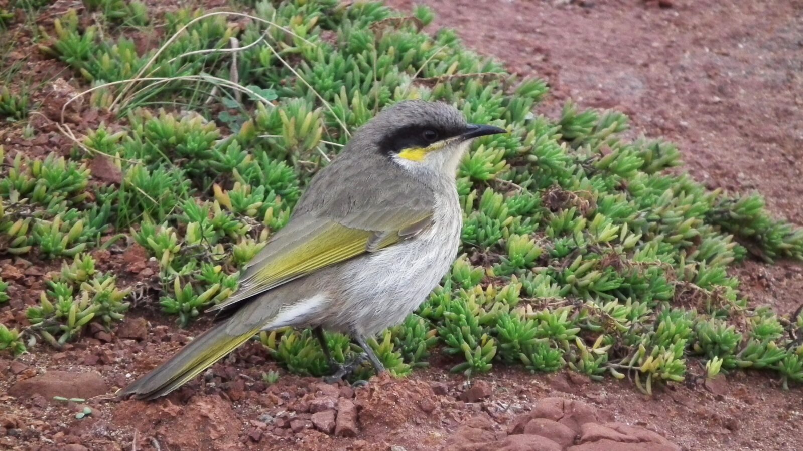Singing Honeyeater