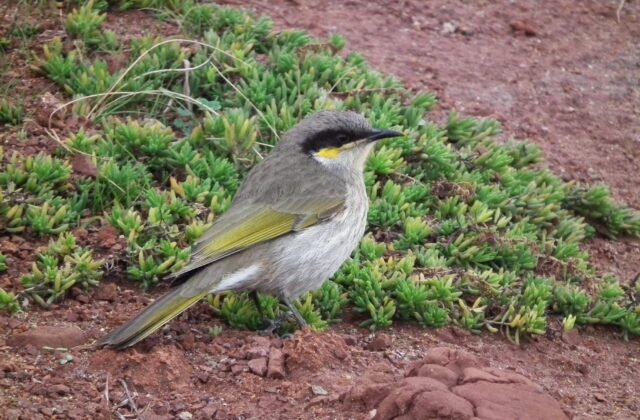 Singing Honeyeater