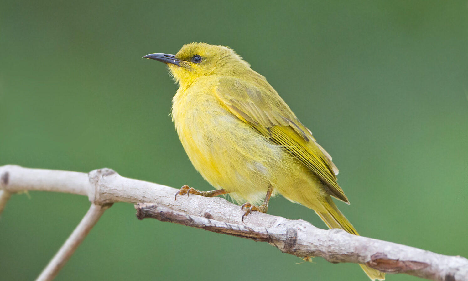 Yellow Honeyeater