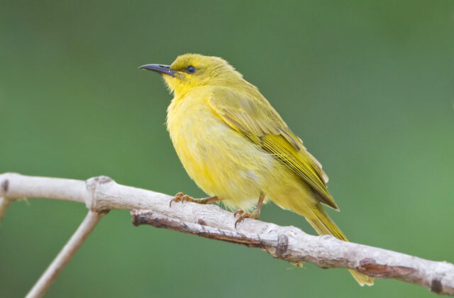 Yellow Honeyeater
