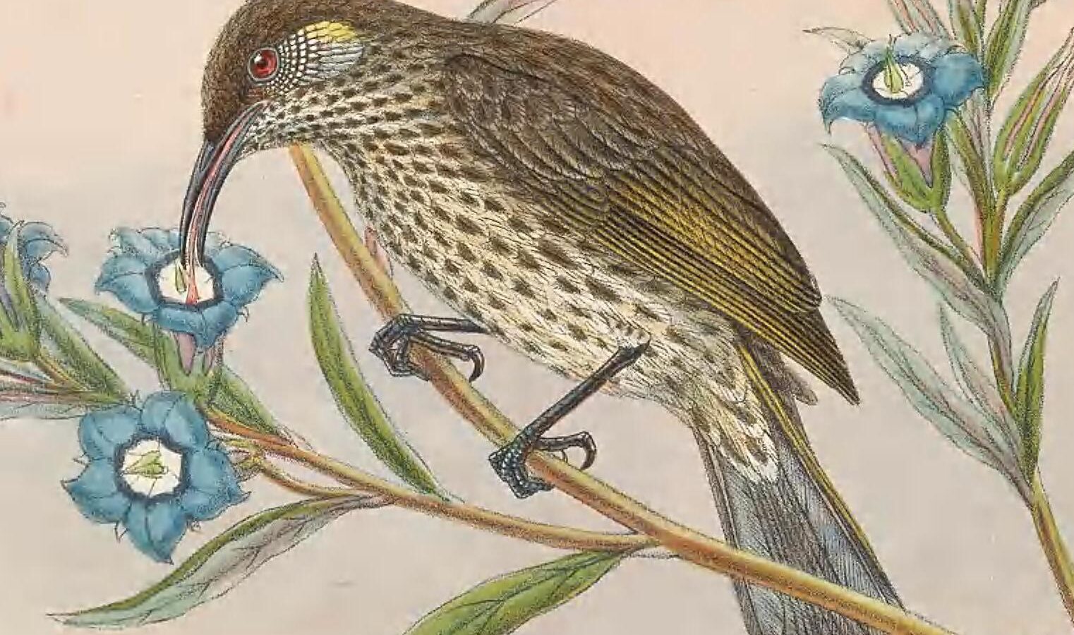 Silver-eared Honeyeater