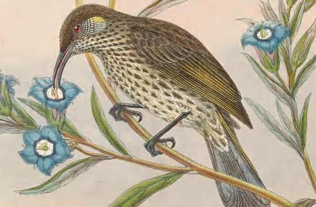 Silver-eared Honeyeater