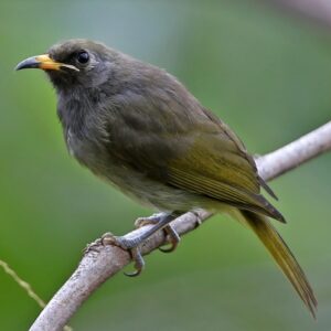 Buru Honeyeater