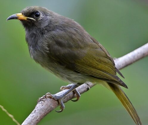 Buru Honeyeater