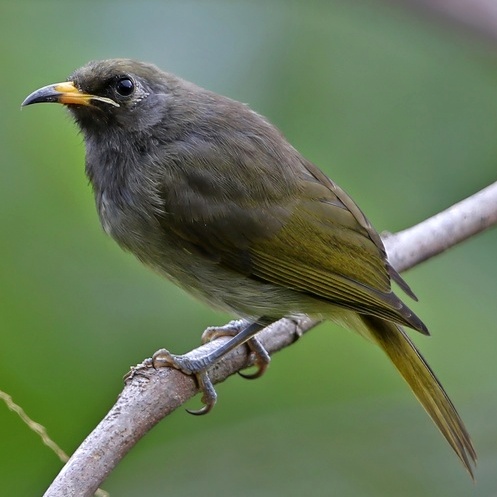 Buru Honeyeater