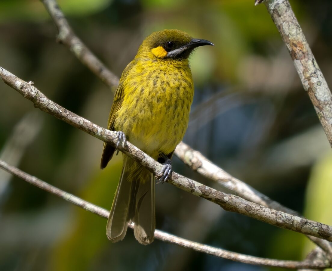 Flame-eared Honeyeater