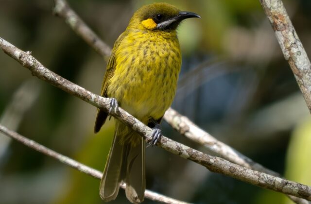 Flame-eared Honeyeater