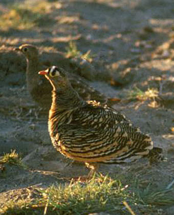 Lichtenstein’s Sandgrouse