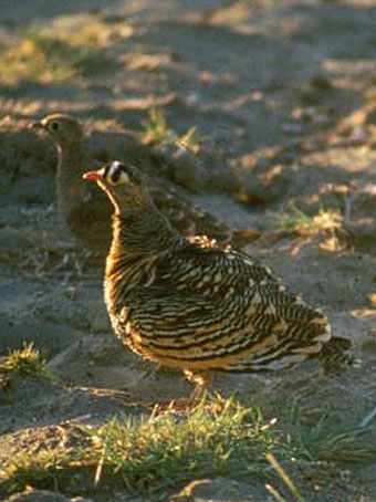 Lichtenstein’s Sandgrouse