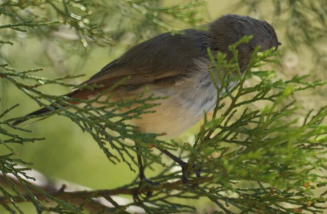 Inland Thornbill